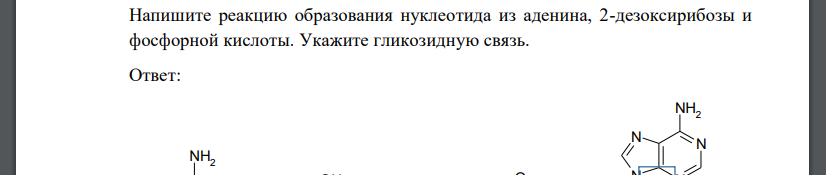 Напишите реакцию образования нуклеотида из аденина, 2-дезоксирибозы и фосфорной кислоты. Укажите гликозидную связь.