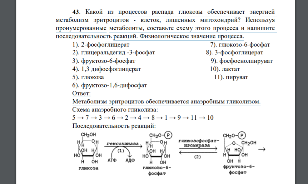 Какой из процессов распада глюкозы обеспечивает энергией метаболизм эритроцитов - клеток, лишенных митохондрий? Используя пронумерованные метаболиты