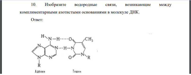 Изобразите водородные связи, возникающие между комплиментарными азотистыми основаниями в молекуле ДНК