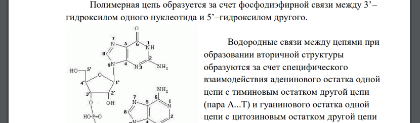 Какие связи характерны для формирования первичной и вторичной структуры нуклеиновых кислот? Какую роль играют водородные связи в строении НК? Какова