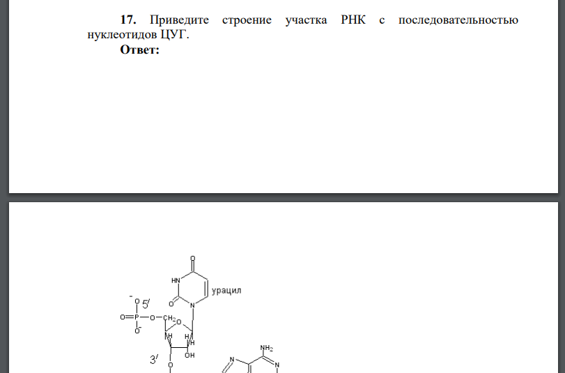 Приведите строение участка РНК с последовательностью нуклеотидов ЦУГ.