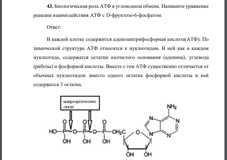 Биологическая роль АТФ в углеводном обмене. Напишите уравнение реакции взаимодействия АТФ с D-фруктозо-6-фосфатом.