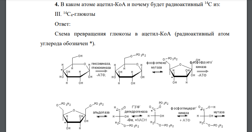 В каком атоме ацетил-КоА и почему будет радиоактивный 14С из: III. 14С4-глюкозы