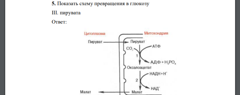 Показать схему превращения в глюкозу III. пирувата