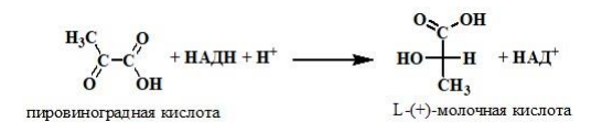 Молочная кислота конечный продукт. Уравнение реакции образования молочной кислоты из пировиноградной.. Восстановление ПВК В молочную кислоту. Превращение ПВК В молочную кислоту. Восстановление ПВК до молочной кислоты.