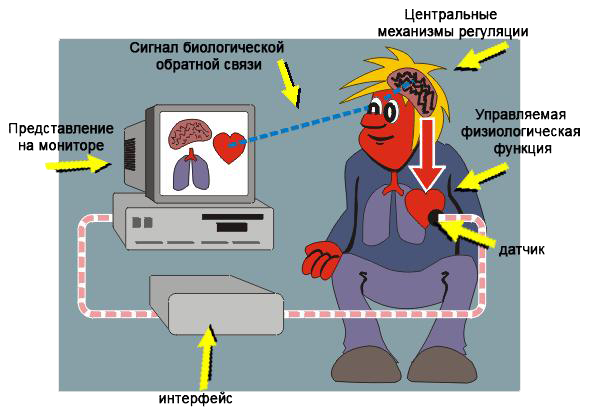 Бос это. Биологическая Обратная связь. Бос биологическая Обратная связь. Методика биологически обратной связи. Метода биологической обратной связи (бос).