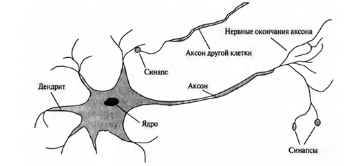Нейрон