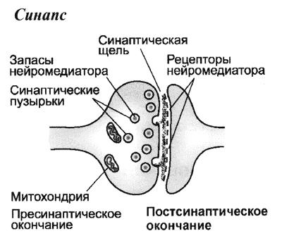 Синапс