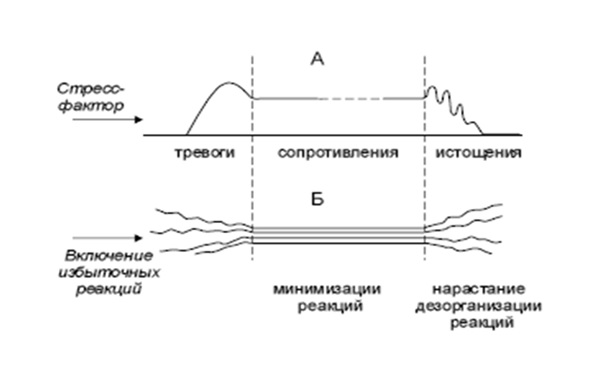 Ð¡ÑÐ°Ð´Ð¸Ð¸ ÑÐ°Ð·Ð²Ð¸ÑÐ¸Ñ ÑÑÑÐµÑÑÐ°