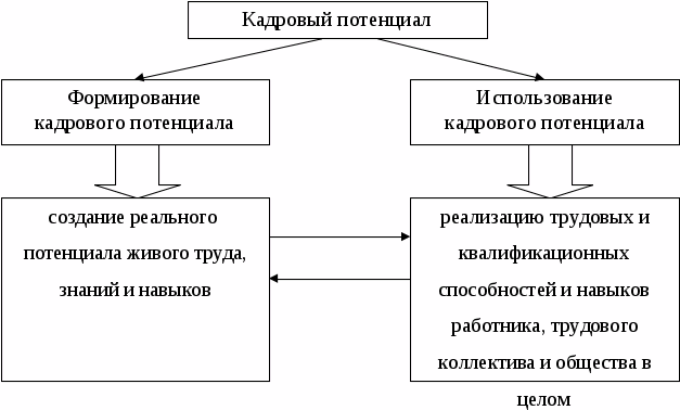 Виды кадрового потенциала