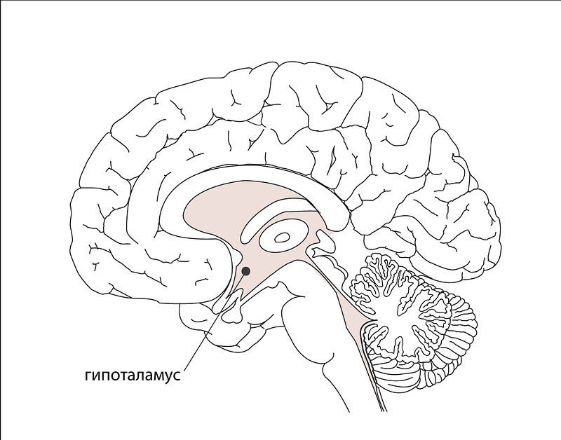гипоталамус