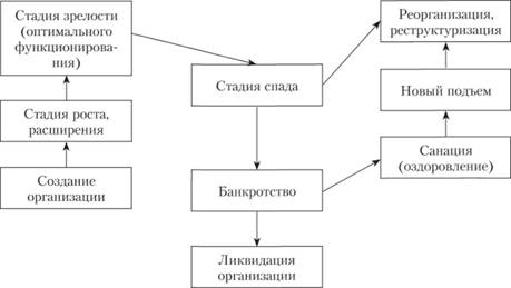 Стадии жизненного цикла организации