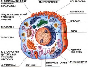 http://sportizdorovie.ru/wp-content/uploads/2015/07/%D1%81%D1%85%D0%B5%D0%BC%D0%B0-%D0%BA%D0%BB%D0%B5%D1%82%D0%BA%D0%B8-300x234.jpg