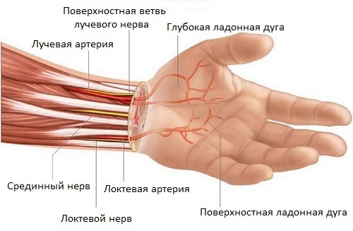 ÐÐ°ÑÑÐ¸Ð½ÐºÐ¸ Ð¿Ð¾ Ð·Ð°Ð¿ÑÐ¾ÑÑ Ð°Ð½Ð°ÑÐ¾Ð¼Ð¸Ñ Ð·Ð°Ð¿ÑÑÑÐ¸Ñ Ð½Ð° ÑÑÑÑÐºÐ¾Ð¼