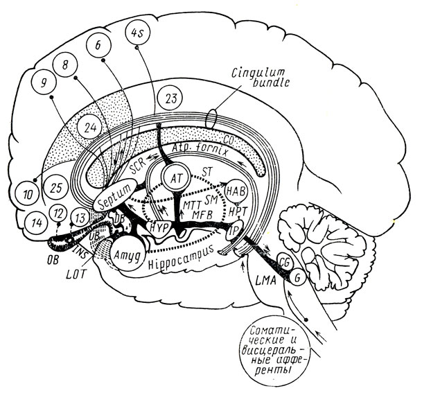 Рис. 2. Основные анатомические структуры, участвующие в мозговой организации эмоций