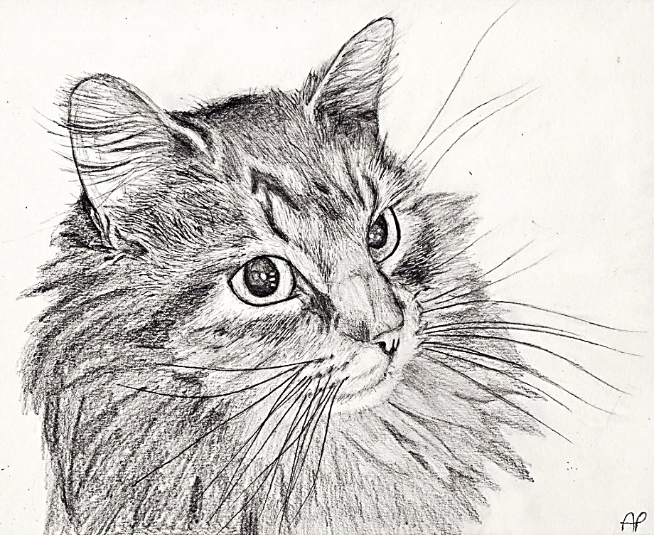 https://www.ejin.ru/wp-content/uploads/2018/10/cat_pencil_drawing_by_mintimelon-d5x2gcf.jpg