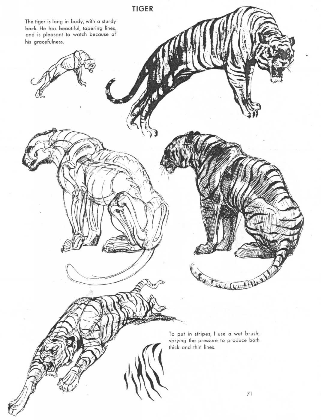 Анатомия тигра для рисования