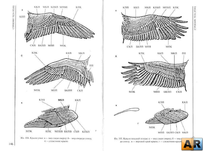 Строение крыла птицы рисунок с подписями